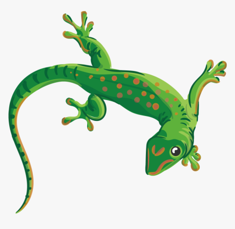 Lizard
